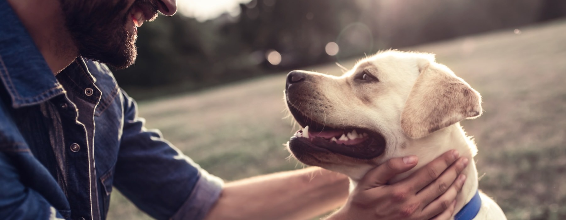 a person petting a dog